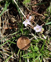 Claytonia