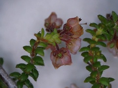 Erica brachycentra