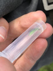 Rhogogaster punctulata