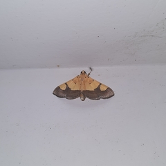 Endocrossis flavibasalis