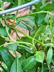 Anolis carolinensis