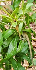 Anolis carolinensis