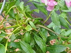 Anolis carolinensis