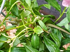 Anolis carolinensis