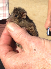 Antechinus