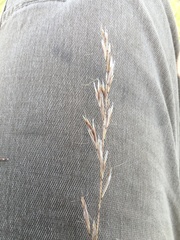 Helictochloa hookeri