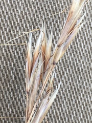 Helictochloa hookeri