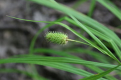 Carex typhina