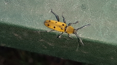 Chlorophorus glabromaculatus