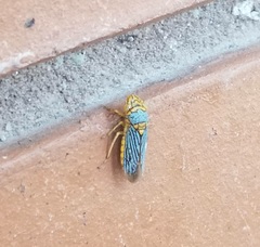 Oncometopia nigricans