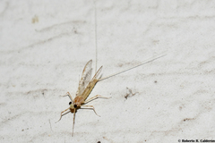 Maccaffertium terminatum terminatum