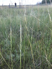 Hesperostipa curtiseta