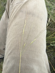Hesperostipa curtiseta