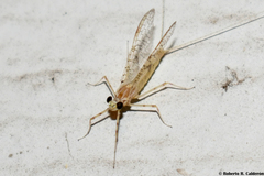 Maccaffertium terminatum terminatum