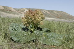 Rheum tataricum