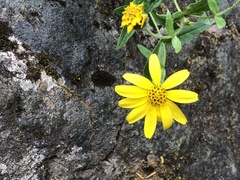 Arnica lanceolata prima