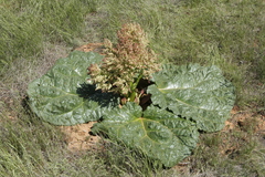 Rheum tataricum