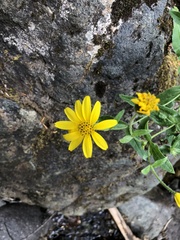 Arnica lanceolata prima