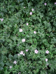 Geranium sylvaticum