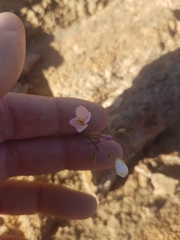 Heliophila variabilis