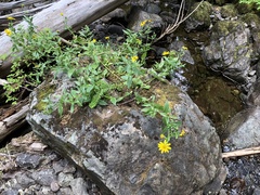 Arnica lanceolata prima