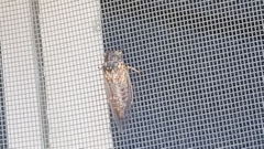 Clidophleps