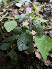 Clinopodium caucasicum
