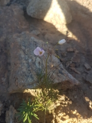 Heliophila variabilis