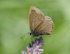 Cupido amyntula
