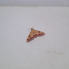 Isocentris filalis