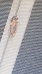Clidophleps