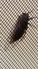 Clidophleps