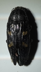 Buprestis consularis