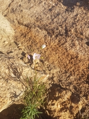 Heliophila variabilis