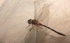 Acanthaeschna victoria