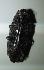 Buprestis consularis