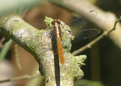 Erythemis peruviana