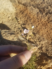 Heliophila variabilis