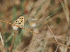 Lycaena bleusei