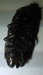 Buprestis consularis