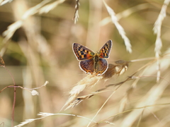 Lycaena bleusei