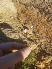 Heliophila variabilis