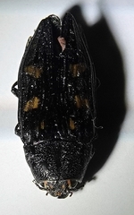 Buprestis consularis