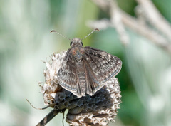 Erynnis afranius