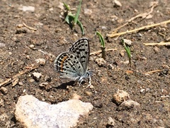 Euphilotes battoides