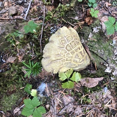 Polyporoletus sublividus