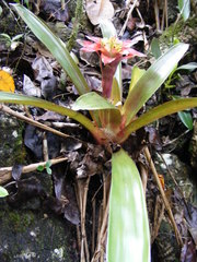 Guzmania lingulata