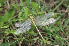 Phanogomphus militaris