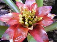 Guzmania lingulata
