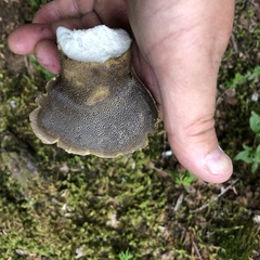 Polyporoletus sublividus